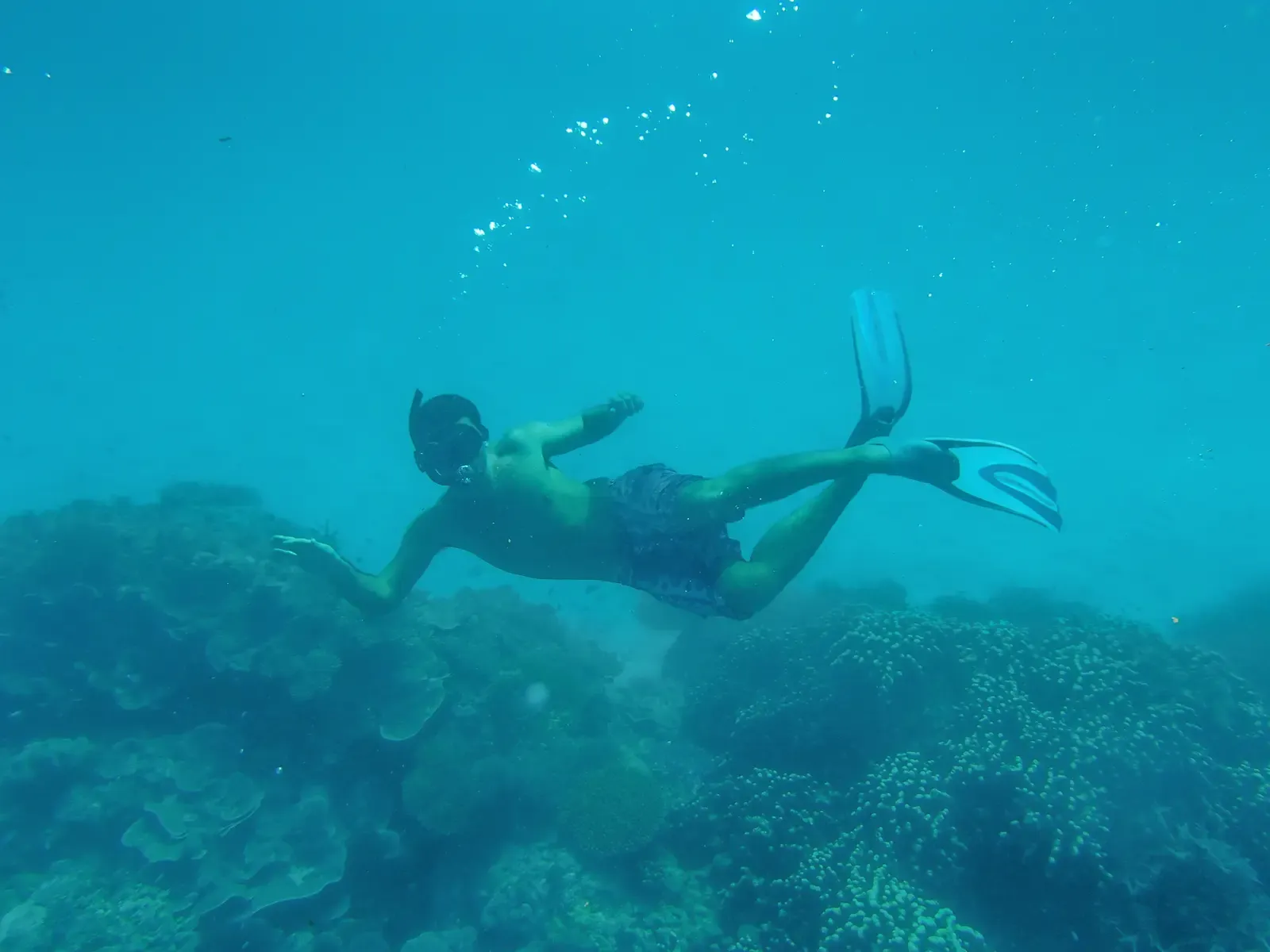 Clear underwater reef scene near Ukulhas used as a nurse shark trip image placeholder.