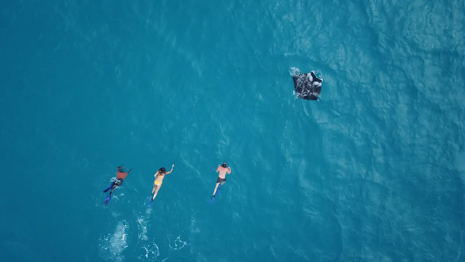 Guests snorkeling beside a manta ray in clear water near Ukulhas