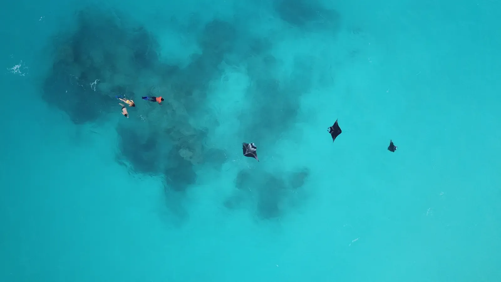 Guests snorkeling over a reef near Ukulhas in shallow blue water.